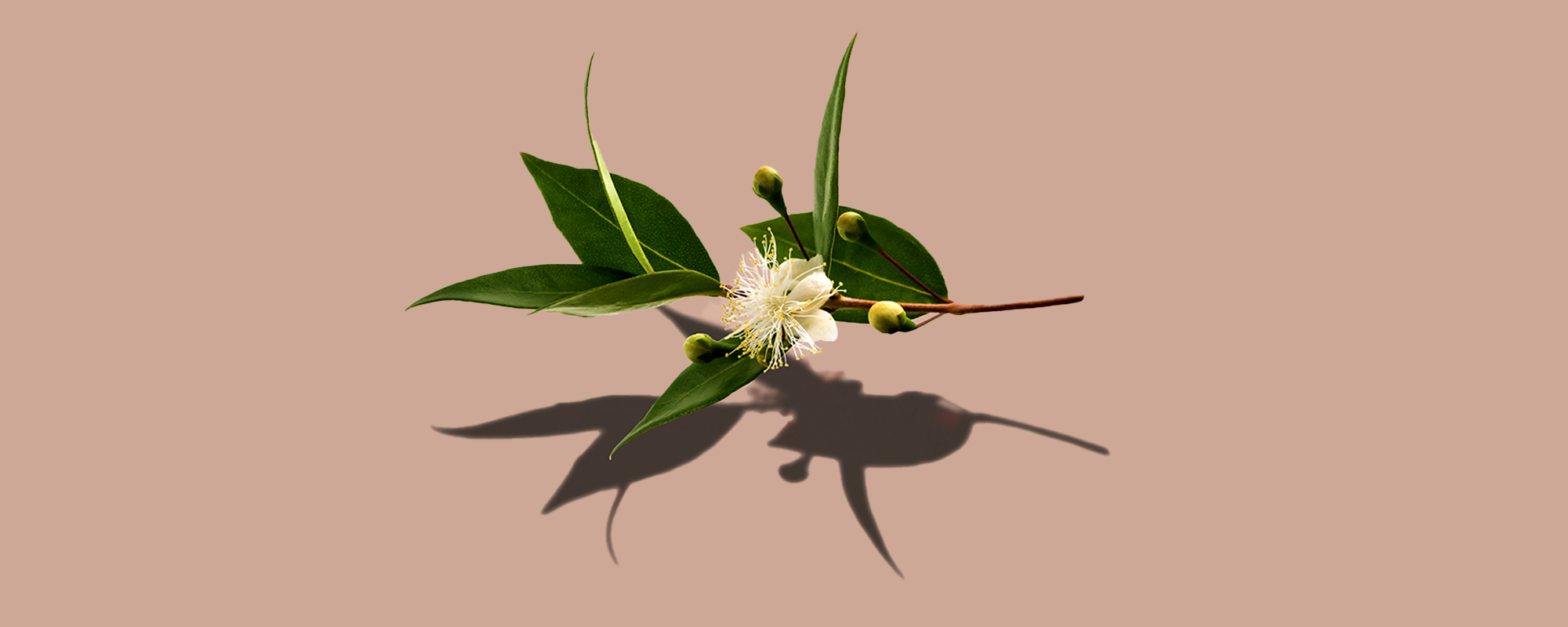ingredients_amyris_time_within